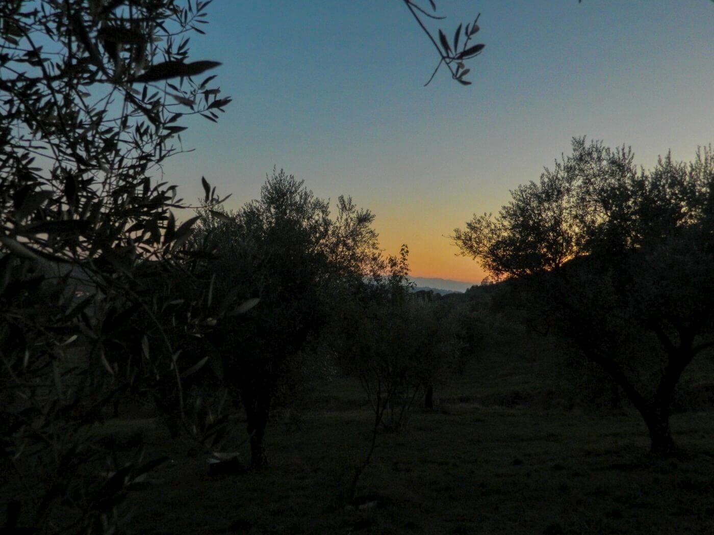 L'olio comincia qui, molto prima della bottiglia.