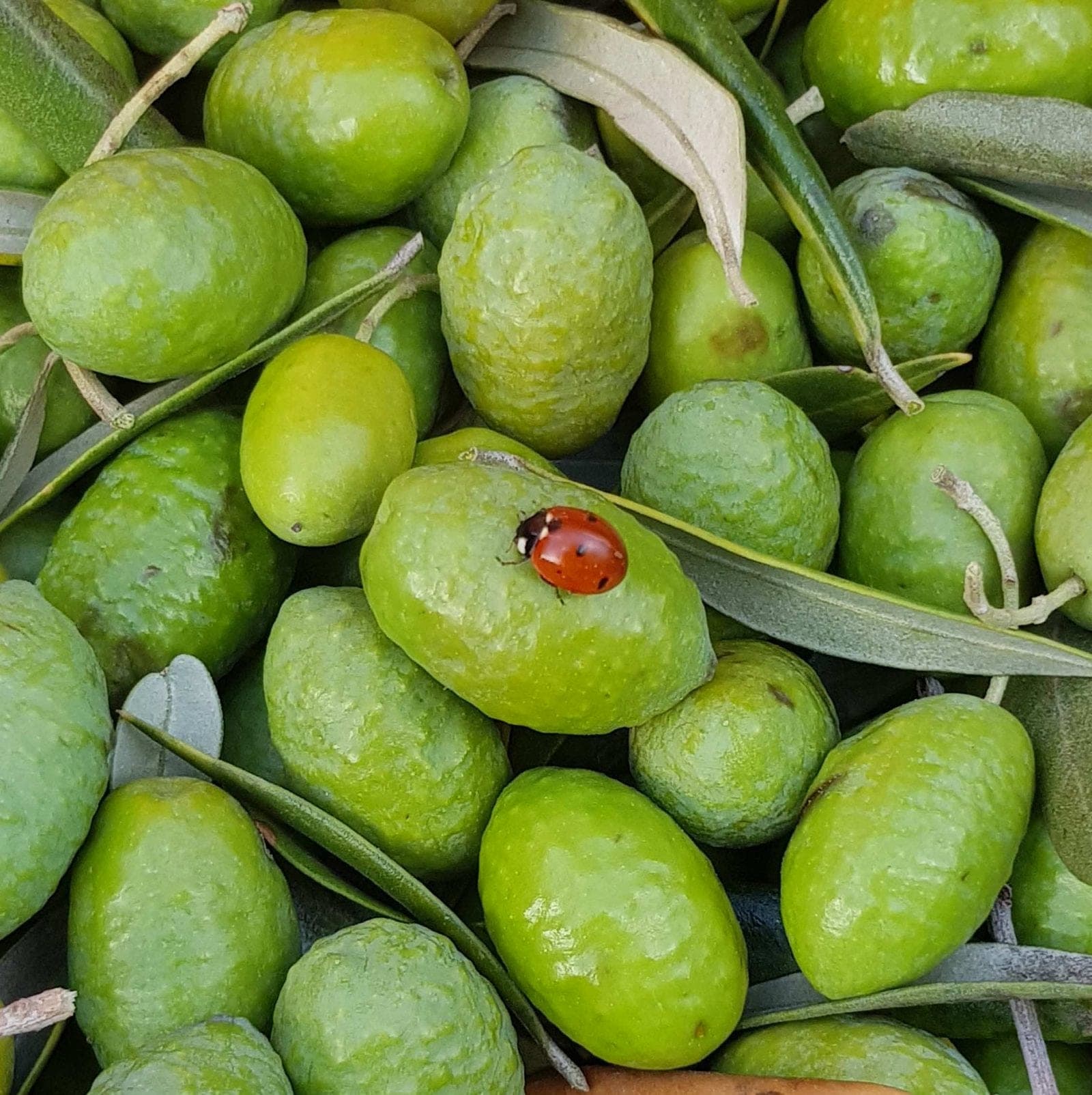 Quindici ettari di Sannio, curati a mano da tre generazioni.