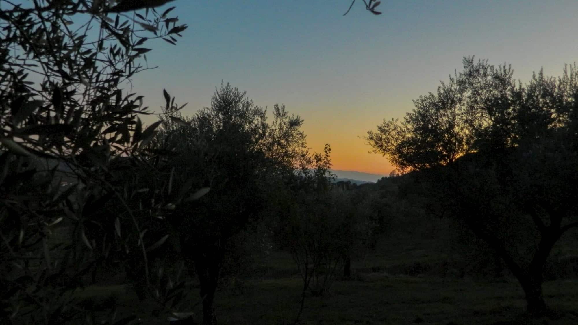 Azienda olivicola nel Sannio: l'olio extra vergine biologico della nostra famiglia. — Olivicola Cassetta